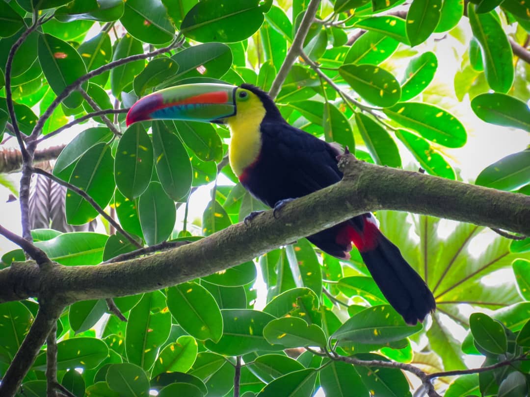 neighborhood toucan Tilaran Costa Rica
